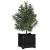 Jardinieră de grădină, negru, 31x31x31 cm, lemn masiv de pin GartenMobel Dekor