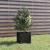 Jardinieră de grădină, negru, 31x31x31 cm, lemn masiv de pin GartenMobel Dekor