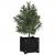 Jardiniere grădină, 2 buc., negru, 31x31x31 cm, lemn masiv pin GartenMobel Dekor