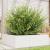 Jardinieră de grădină, alb, 80x80x23 cm, lemn masiv de pin GartenMobel Dekor