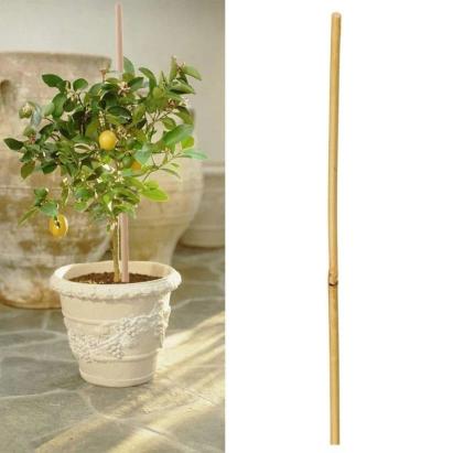 Arac din bambus pentru sustinere plante, diametru 14 mm, lungime 180 cm MultiMark GlobalProd