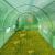 Sera solar tip tunel, 10x3x2 m, ferestre cu plasa anti-insecte, 1 usa rulanta, folie pe cu filtru uv4, verde MultiMark GlobalProd