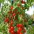 Arac plante, lungime 120 cm, diametru 16 mm, teava otel si plastic MultiMark GlobalProd