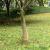 Rulou de iută, 0,25x10 m, iută 100%, 200 g/m² GartenMobel Dekor
