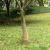 Rulou de iută, 0,25x25 m, iută 100%, 200 g/m² GartenMobel Dekor