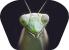 Proiector tip lanterna - Insecte PlayLearn Toys