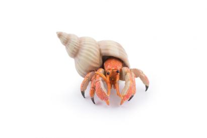 PAPO FIGURINA CRAB PUSTNIC SuperHeroes ToysZone