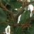 Ficus artificial 756 frunze 170 cm verde GartenMobel Dekor
