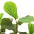 Ficus artificial 48 de frunze 165 cm verde GartenMobel Dekor