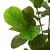 Ficus artificial 48 de frunze 165 cm verde GartenMobel Dekor