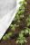 Folie microporoasa agril, anti inghet si daunatori, rola 1.6x20 m, 17 g/mp, camp/sera MultiMark GlobalProd
