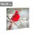 Tablou cu LED - cinteză roșie - 2 baterii AA - 30 x 30 cm (58478) Best CarHome