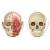 Corpul uman - set magnetic PlayLearn Toys