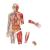 Corpul uman - set magnetic PlayLearn Toys