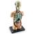 Macheta corpul uman PlayLearn Toys