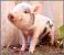 Proiector tip lanterna - Animalute dragalase PlayLearn Toys