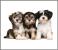 Proiector tip lanterna - Animalute dragalase PlayLearn Toys