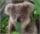 Proiector tip lanterna - Animalute dragalase PlayLearn Toys