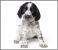 Proiector tip lanterna - Animalute dragalase PlayLearn Toys