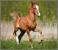 Proiector tip lanterna - Animalute dragalase PlayLearn Toys