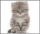 Proiector tip lanterna - Animalute dragalase PlayLearn Toys