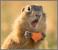 Proiector tip lanterna - Distractie cu animalute PlayLearn Toys