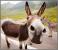 Proiector tip lanterna - Distractie cu animalute PlayLearn Toys