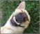 Proiector tip lanterna - Distractie cu animalute PlayLearn Toys
