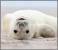 Proiector tip lanterna - Distractie cu animalute PlayLearn Toys