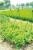 Spalier plante cataratoare, tip a, inaltime 180 cm, tije 16 mm, plasa 1,8x3,2 m MultiMark GlobalProd