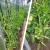 Spalier plante cataratoare, tip a, inaltime 180 cm, tije 16 mm, plasa 1,8x3,2 m MultiMark GlobalProd