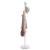 Cuier de haine, alb, 172 cm, fier vopsit electrostatic GartenMobel Dekor