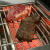 Grătar pe gaz Videro G4-S negru, RÖSLE Essential GrillCooking