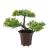 Plantă artificială decorativă - Bonsai verde - 25 x 9 cm Best CarHome