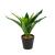 Plantă artificială decorativă - Copac de șofran verde - 20 x 8,5 cm Best CarHome