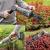 TRIMMER GARD VIU TELESCOPIC + DRUJBA 20V FARA ACC REBEL EuroGoods Quality