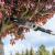 TRIMMER GARD VIU TELESCOPIC + DRUJBA 20V FARA ACC REBEL EuroGoods Quality