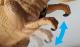 Proiector 2 in 1 - T Rex PlayLearn Toys