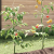 Suporturi pentru plante spiralate , set de 20 bucăți, 150 cm, din oțel galvanizat GartenMobel Dekor