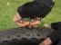 Set Scule Antipana Tubeless Topeak Tubi 11 Combo Tub-111Cmb Ultimate FactoryBikes