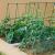 Ansamblu suport araci cu plasa pentru cresterea plantelor cataratoare, castraveti, fasole, mazare, 210 x 210 cm GartenVIP DiyLine