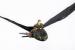 CUM SA ITI DRESEZI DRAGONUL FIGURINA DRAGON TOOTHLESS ZBURATOR CU TELECOMANDA SuperHeroes ToysZone