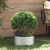 Ghiveci Metalic Gri Galvanizat Metal Mic Inserții Decorative GartenMobel Dekor