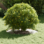 Ghiveci ceramic Alb Ceramică Mare Rotund Modern GartenMobel Dekor