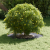 Ghiveci Antracit Antracit Plastic Mare Inserții Decorative GartenMobel Dekor