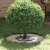 Ghiveci din oțel inoxidabil Oțel inoxidabil Mediu Elegant GartenMobel Dekor