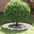 Ghiveci din ceramică Alb Ceramică Mare Ghiveci din ceramică GartenMobel Dekor