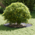 Set de ghivece din plastic Antracit Plastic Mare Rezistent GartenMobel Dekor