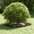 Ghiveci din plastic Verde oliv Plastic Mare Inserții decorative GartenMobel Dekor