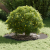ghiveci din plastic Negru Plastic Mare Inserții Decorative GartenMobel Dekor